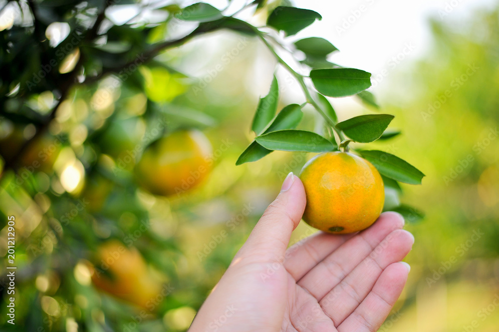 Oranges in our garden Oranges in our garden