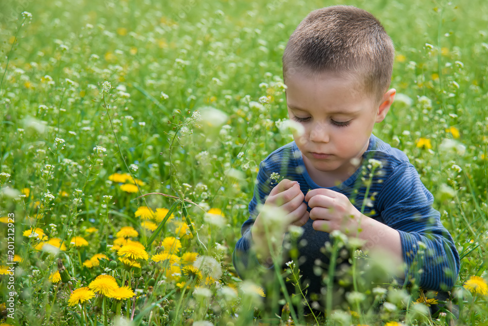a boy in nature surrounded by grass and dandelion a boy in nature surrounded by grass and dandelion
