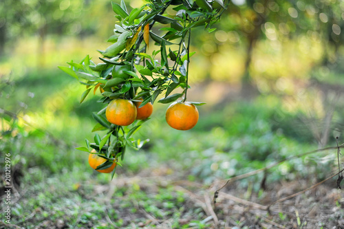 Oranges in our garden