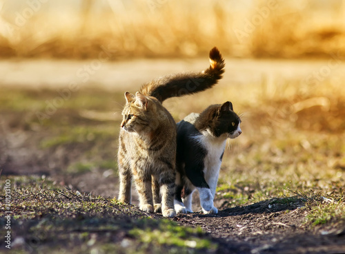 two cute cat standing in a meadow huddled together and looking in different directions