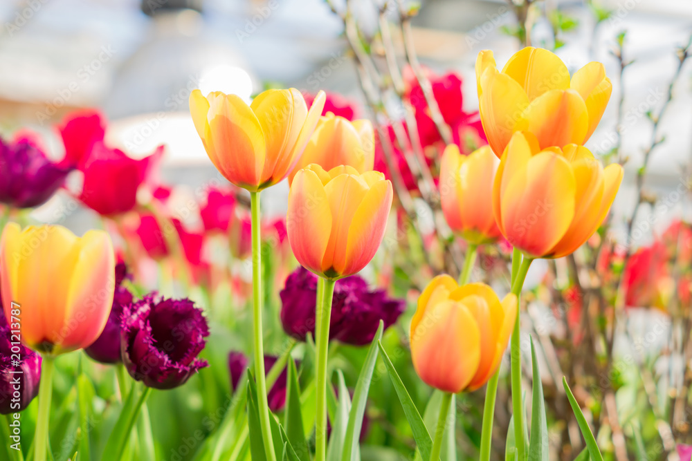 field of bright pink  and orange tulips. Floral background.