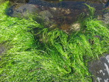algues enteromorpha