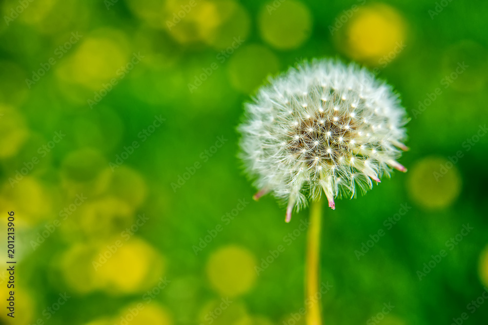 Naklejka premium Close up of Dandelion in the field 