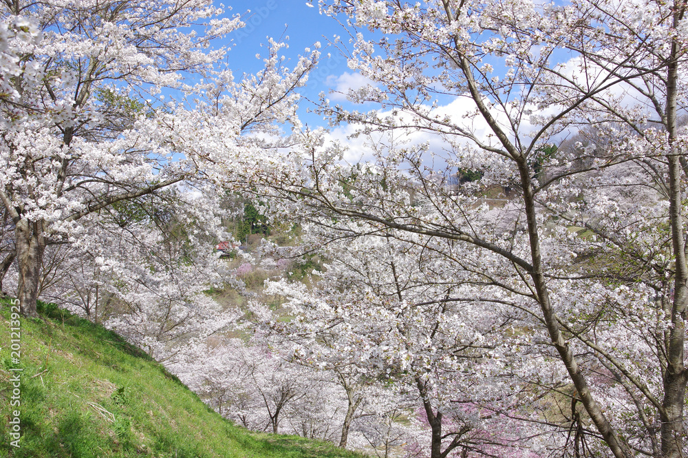 陸郷の山桜