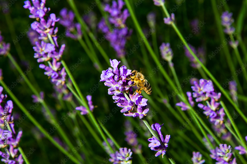 Eine Biene sitzt auf einer Lavendelblüte Eine Biene sitzt auf einer Lavendelblüte