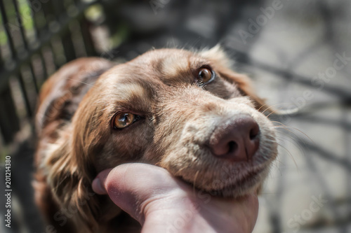 Close-up portrait of cute muzzle dog lying in person's or owner palm on old village yard with wooden fence background