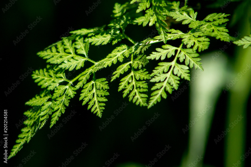 Fototapeta premium fern with dark background