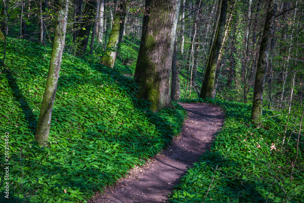 Fototapeta premium Waldweg mit jungem Bärlauch