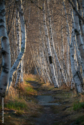 Jesup Path in Acadia Naitonal Park Maine photo