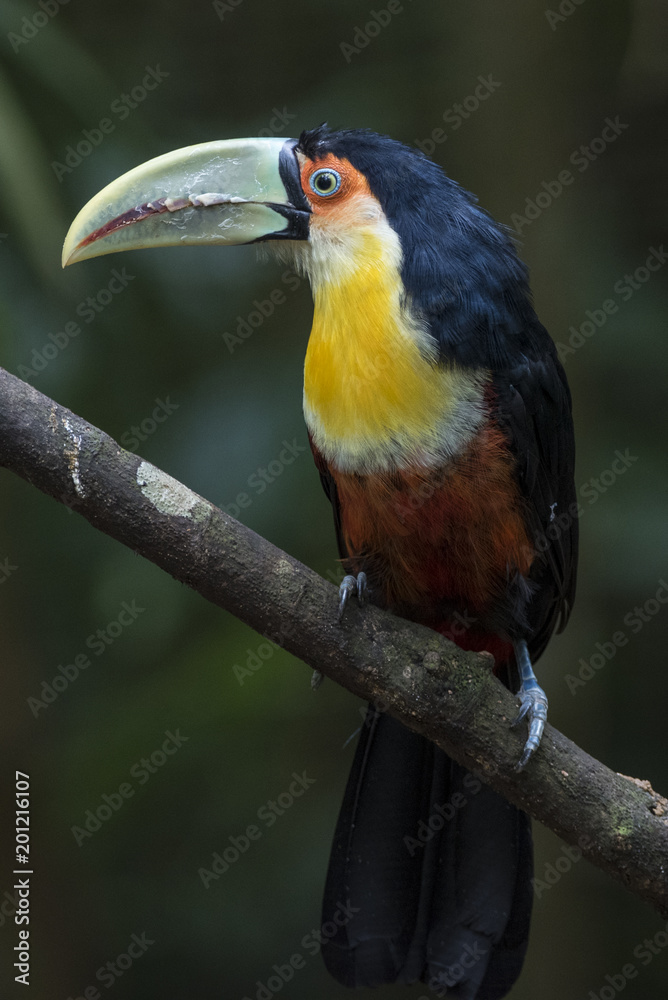 Fototapeta premium Tucano bico verde 2