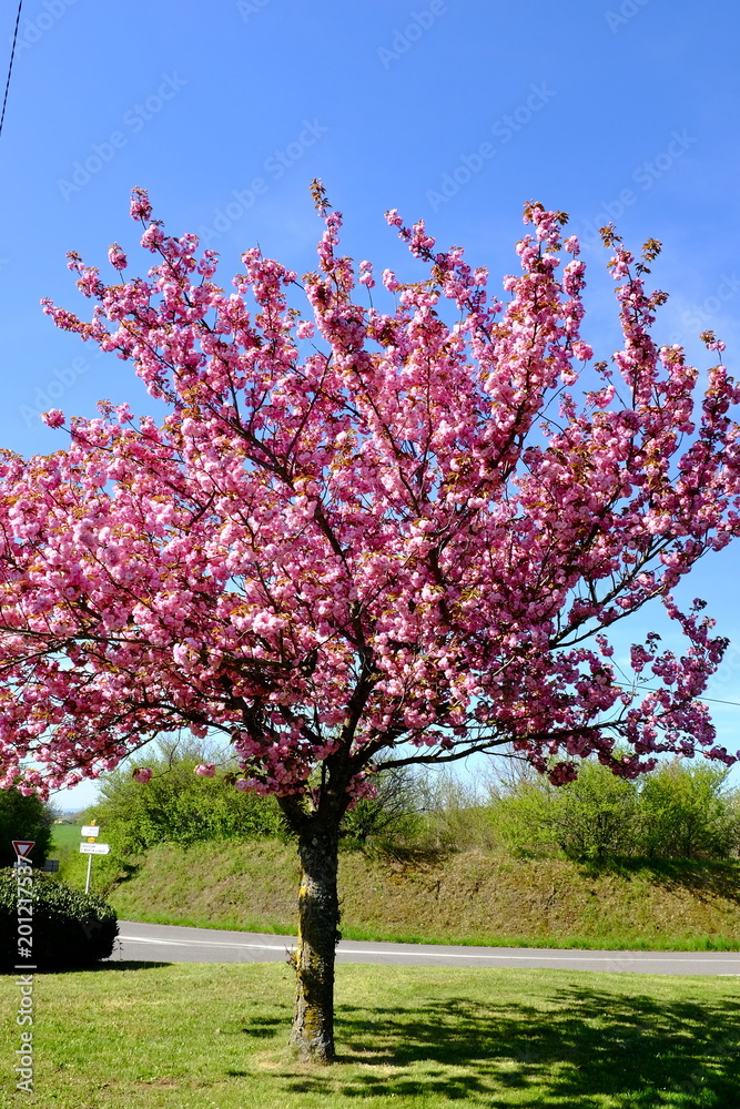 arbres prunus arbres prunus