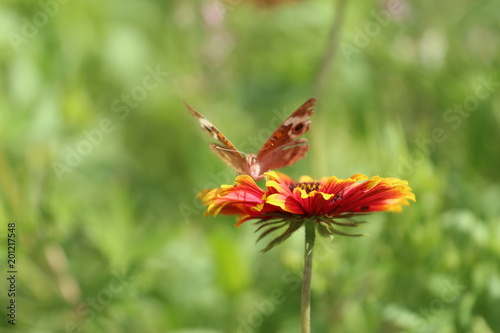 Butterfly on a Wildflower 
