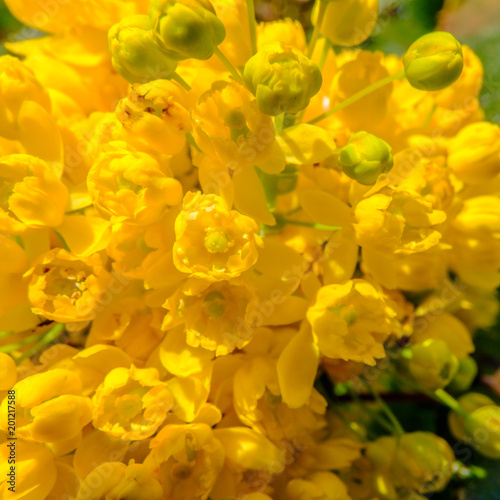 Beautiful yellow blooming mahonia bloom macro detail