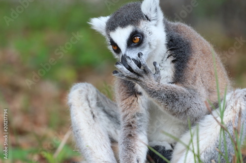 Ring Tail / Tailed Lemur of Madagascar 