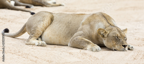 Close-up of a lioness lying down to sleep on soft Kalahari sand