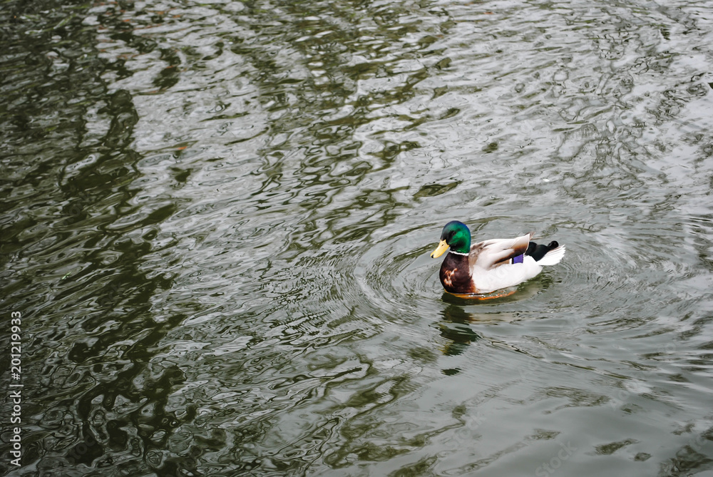 Duck floating on a pond