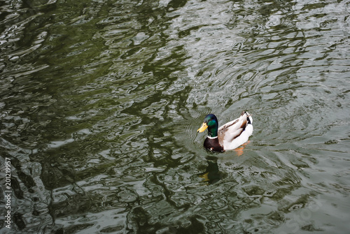 A wild duck floats on a pond