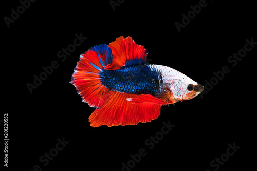 Foto The moving moment beautiful of siam betta fish in thailand on black background