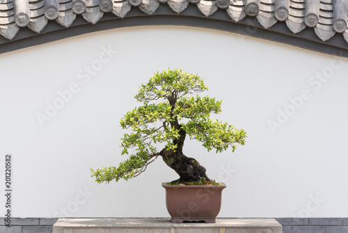 Bonsai tree on a table against white wall in BaiHuaTan public park, Chengdu, China photo