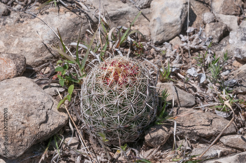 Thelocactus photo