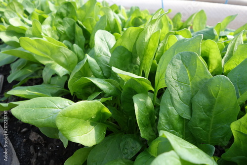 畑のほうれん草の葉