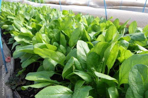 畑のほうれん草の葉