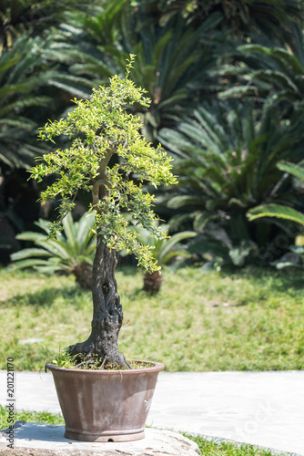 Bonsai tree in a pot in BaiHuaTan public park, Chengdu, China