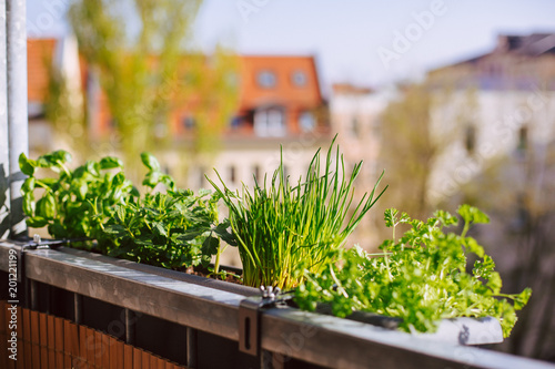 Blumenkasten mit Basilikum, Tomate, Schnittlauch und Pfefferminze