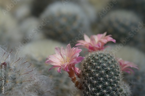 Beautiful old rose cactus flower as background