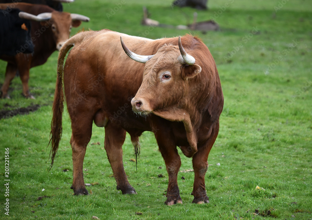 toro