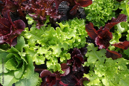 リーフレタスの畑（緑、赤）