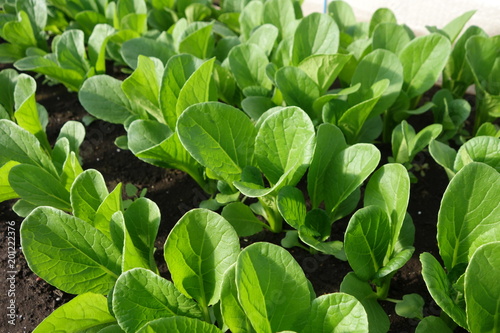 畑の小松菜（緑の葉の野菜）の苗