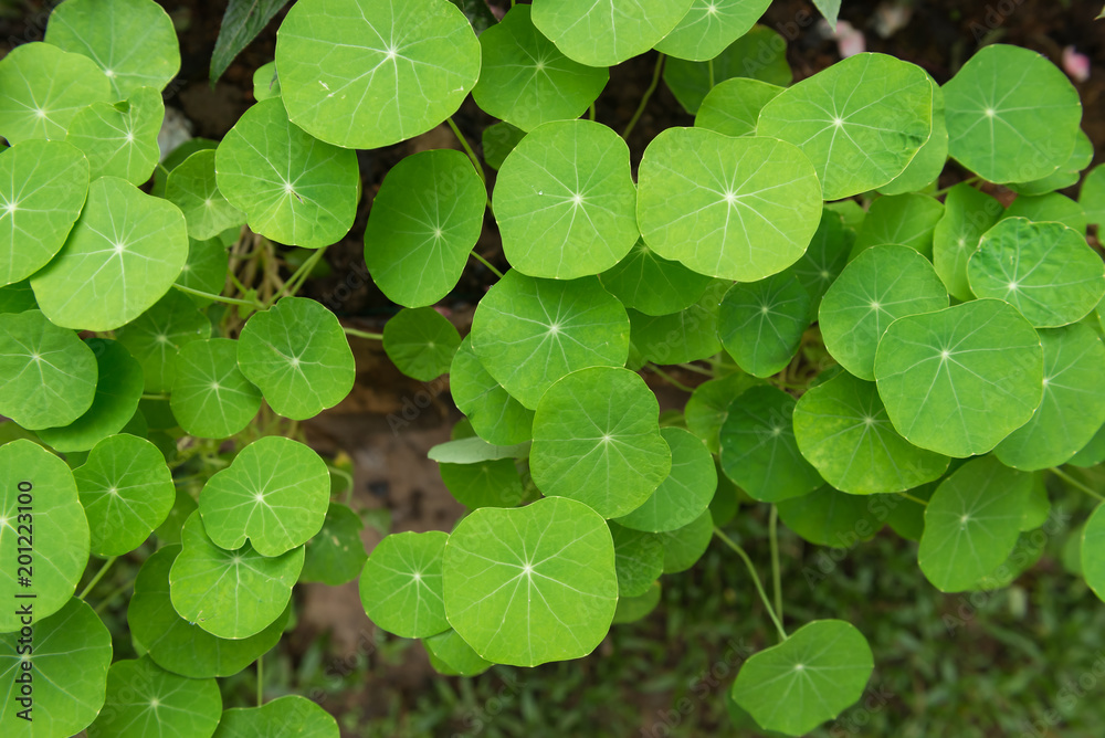 Gotu kola, Asiatic pennywort, Indian pennywort, green leaf background, Tiger Herbal Gotu kola, Asiatic pennywort, Indian pennywort, green leaf background, Tiger Herbal