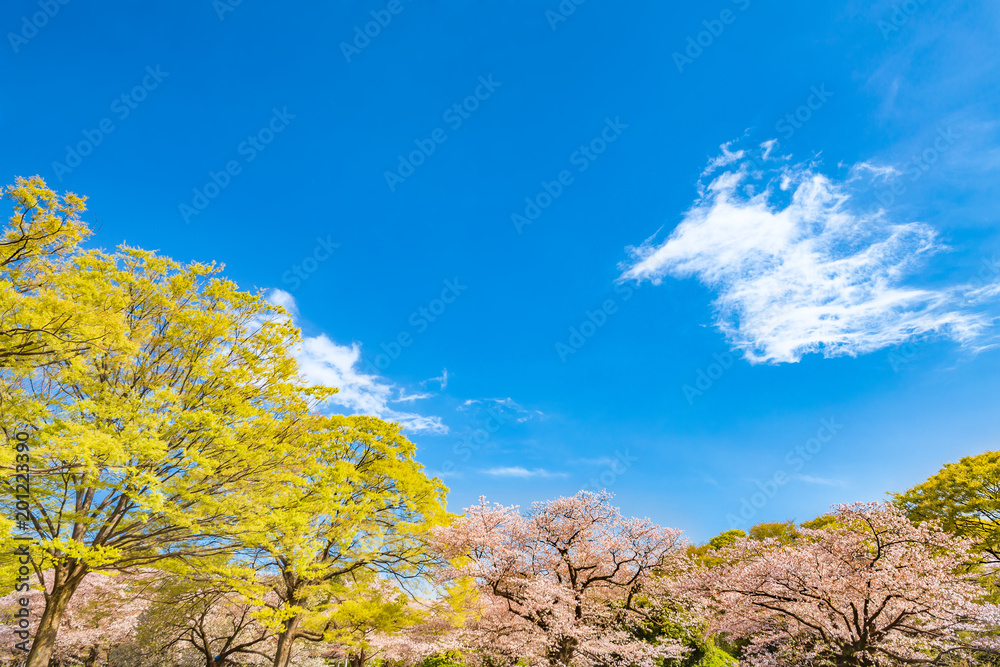 青空と満開の桜 青空と満開の桜
