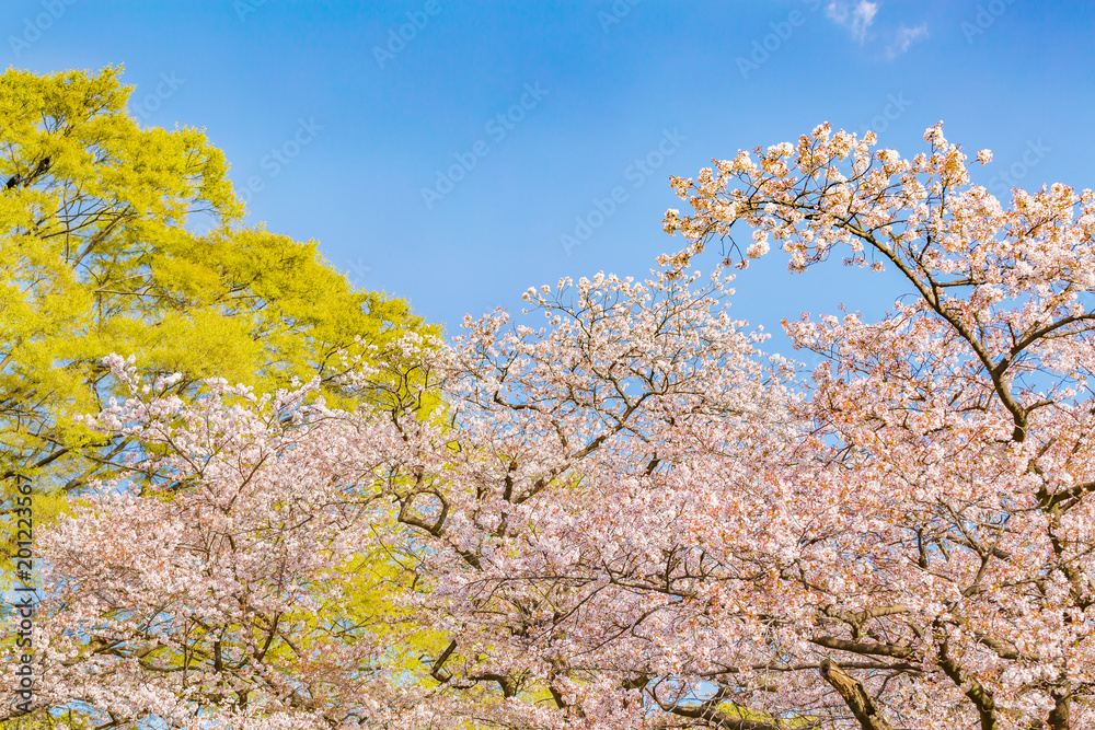 Fototapeta premium 青空と満開の桜