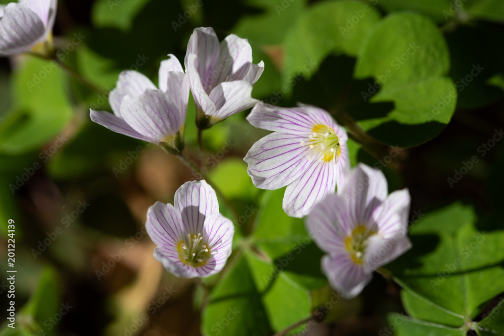 Fototapeta premium Blühender Sauerklee im Wald