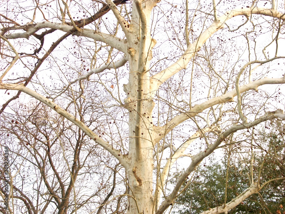 Obraz premium A white birch tree