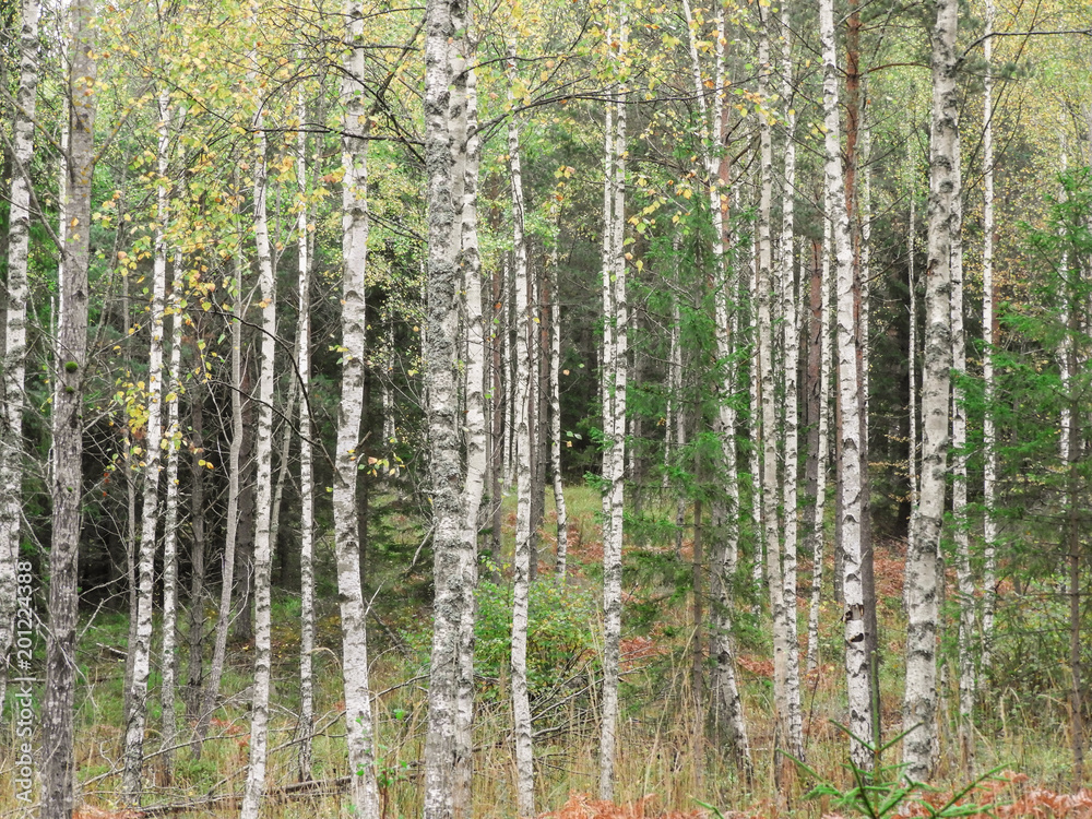 Obraz premium Trunks of birches