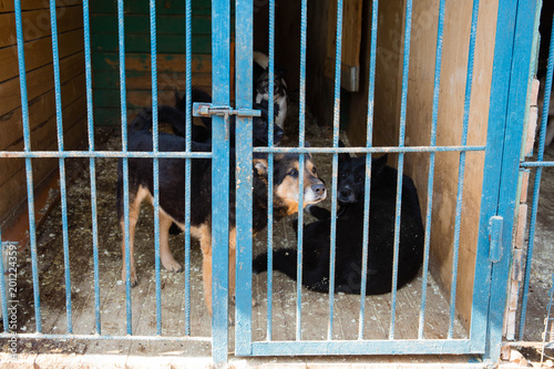 Cage for dogs in animal shelter