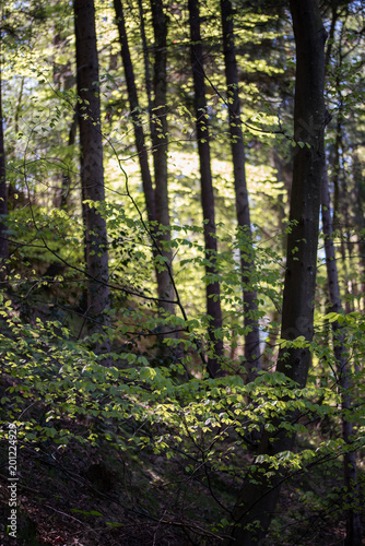 Laubwald im Frühling