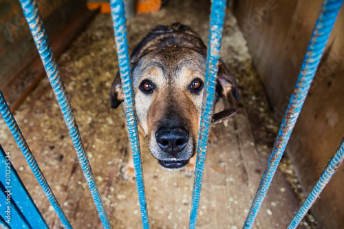 Cage for dogs in animal shelter