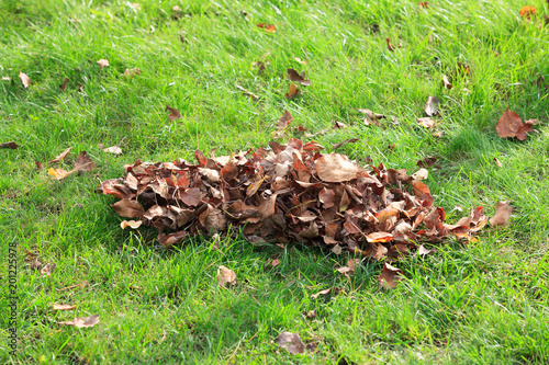Fototapeta Naklejka Na Ścianę i Meble -  Autumn. Fallen leaves on a green grass