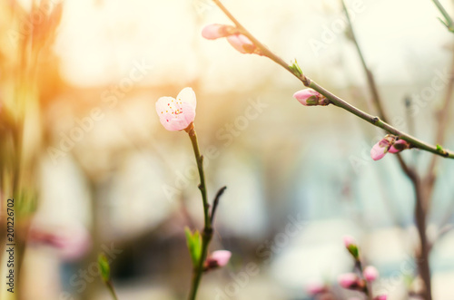bloom of trees with a rose flower, the coming of spring, a sunny day, buds on a tree, nature wallpaper