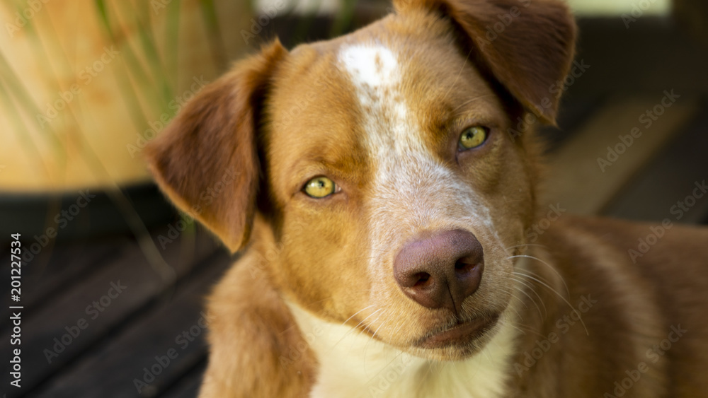 dog, animal, pet, canine, labrador, breed, retriever, teeth, cute, golden, portrait, nose, brown, mammal, dogs, pets, tongue, fur, animals, happy, puppy, nature, black, white, golden retriever dog, sh dog, animal, pet, canine, labrador, breed, retriever, teeth, cute, golden, portrait, nose, brown, mammal, dogs, pets, tongue, fur, animals, happy, puppy, nature, black, white, golden retriever dog, sh