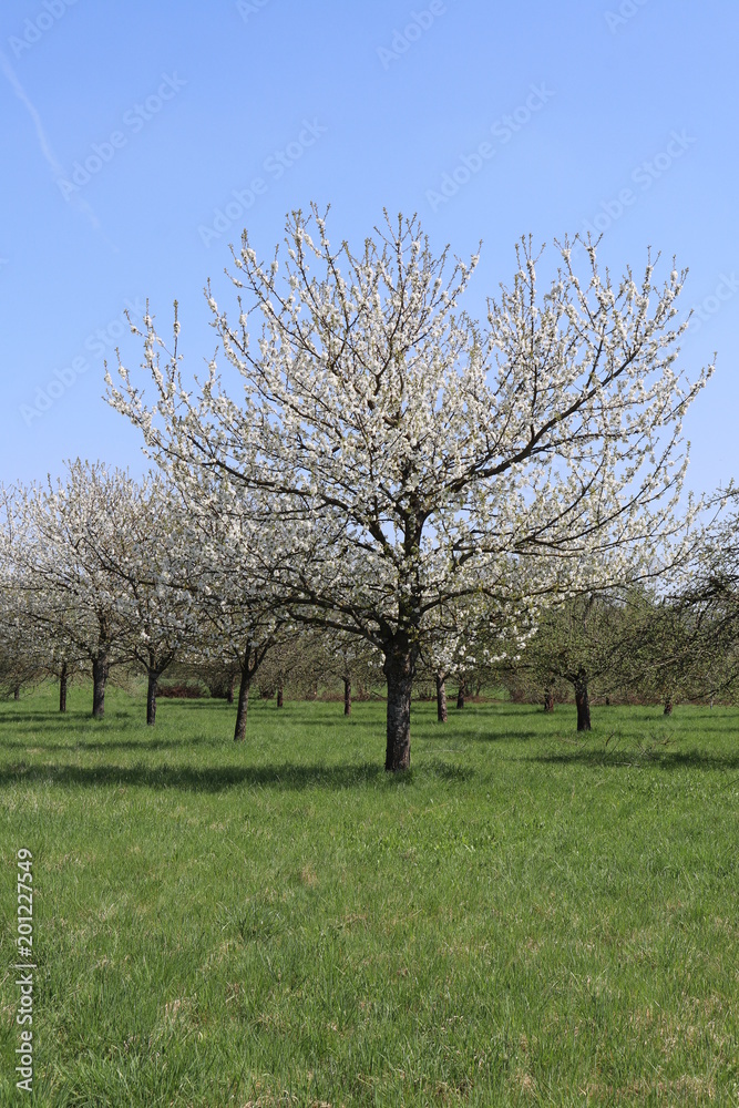 Obstbaumplantage mit Äpfel- und Kirschbäumen in Franken im Frühling