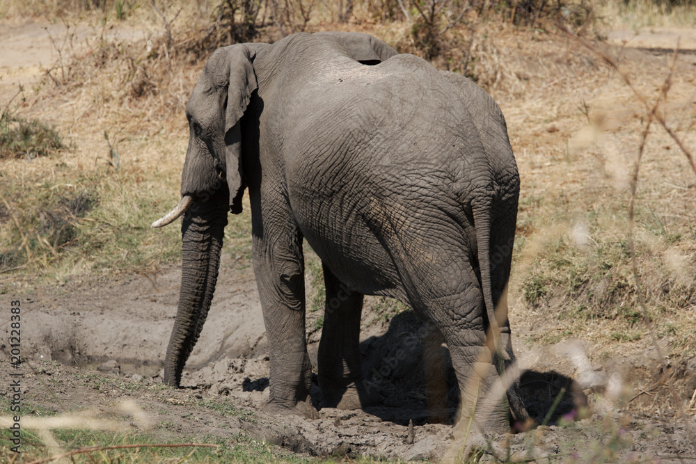 Fototapeta premium Elephant in Ruaha National Park, Tanzania
