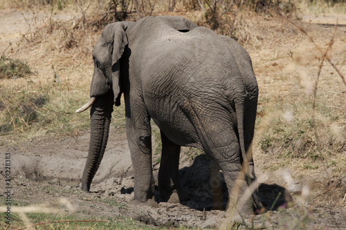 Elephant in Ruaha National Park  Tanzania