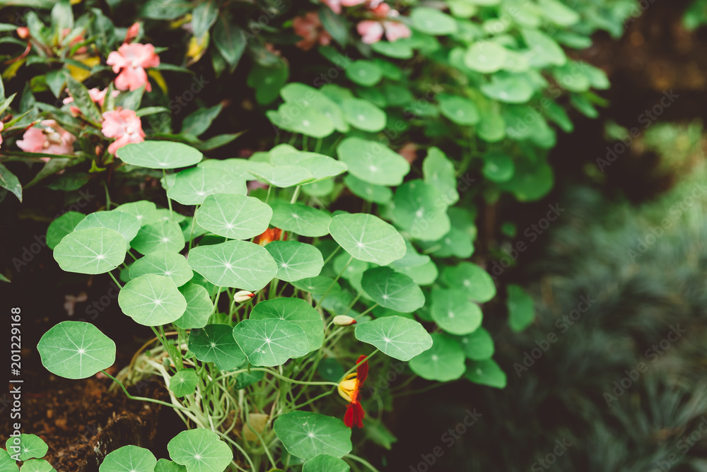 Gotu kola, Asiatic pennywort, Indian pennywort, green leaf background, Tiger Herbal Gotu kola, Asiatic pennywort, Indian pennywort, green leaf background, Tiger Herbal
