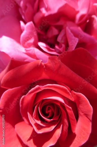rote Rose Nahaufnahme