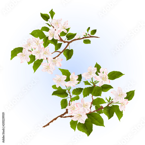 Branches of apple tree with flowers set two vintage illustration editable hand draw